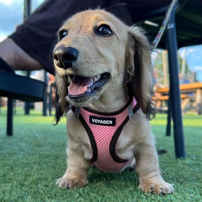 Best Pet Supplies Voyager Step-in Air Harness - All Weather Mesh, Reflective, No Pull Harness for Dogs, Cats - Secure with Hook & Loop Fastener, Buckle, Double D-Rings - Pink/Black Trim, XS