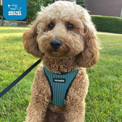 Best Pet Supplies Voyager Step-in Air Harness - All Weather Mesh, Reflective, No Pull Harness for Dogs, Cats - Secure with Hook & Loop Fastener, Buckle, Double D-Rings - Turqupise 2-Tone, L