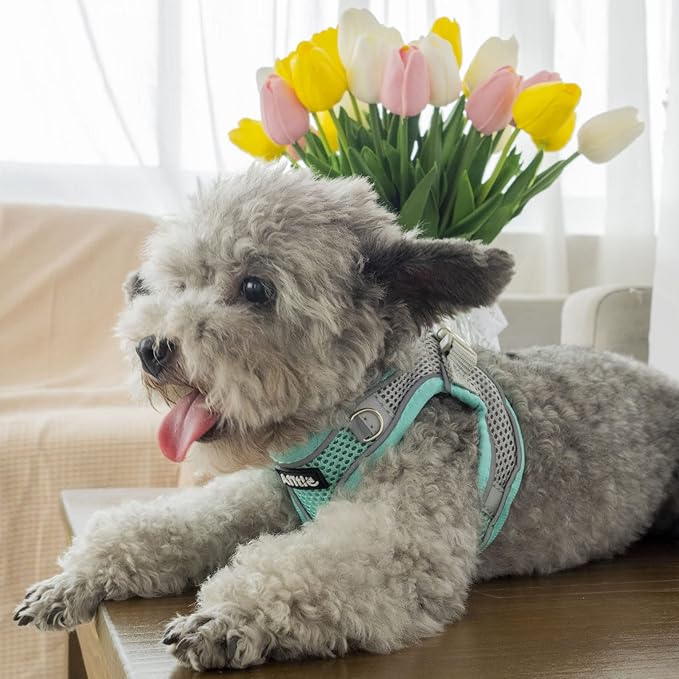 AIITLE Comfortable Dog Harness and Leash Set for Walking - Step in Vest Harness,Reflective Bands, Adjustable No Pull Puppy Essentials, for Small Dogs and House Cats Turquoise XS