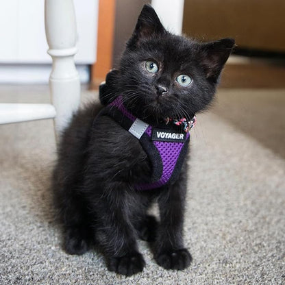Best Pet Supplies Voyager Step-in Air Harness - All Weather Mesh, Reflective, No Pull Harness for Dogs, Cats - Secure with Hook & Loop Fastener, Buckle, Double D-Rings - Purple/Black Trim, XXS