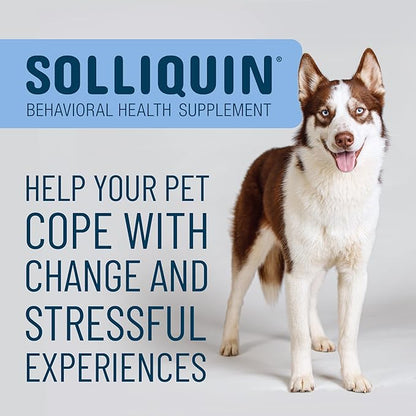 Nutramax Solliquin Calming Support for Dogs, Behavioral Health Supplement with L-Theanine, Magnolia/Phellodendron, and Whey Protein Concentrate, Soft Chews, 75 Count