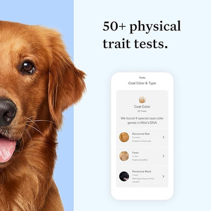 Wisdom Health Essential Dog DNA Kit | Most Accurate Test | 365+ Breeds | 30 Genetic Health Conditions | 50+ Traits, Relatives, Ancestry | Pack of 1