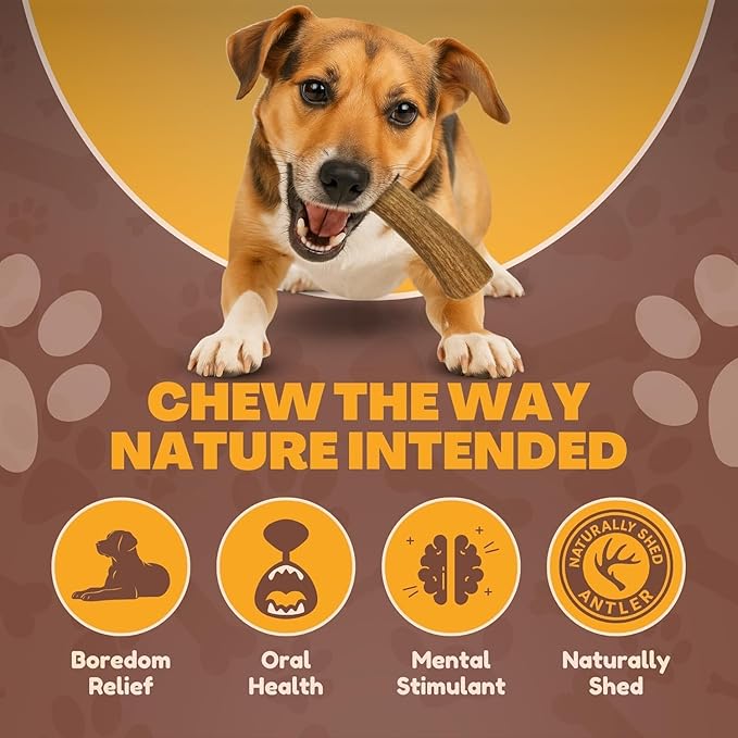 WhiteTail Naturals - Deer Antlers for Dogs - (Medium Whole- 2 Pack) - All Natural Antler Dog Chew - Naturally Shed, Long Lasting Chew Bone, Crafted in Texas