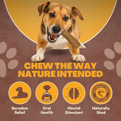 WhiteTail Naturals - Deer Antlers for Dogs - (Medium Whole- 2 Pack) - All Natural Antler Dog Chew - Naturally Shed, Long Lasting Chew Bone, Crafted in Texas