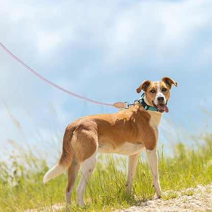 Mile High Life Rope Leash with Genuine Leather Connection, 6 FT/5 FT/4 FT, Heavy Duty Leash for Small Medium & Large Dogs (Purple,72 Inch)