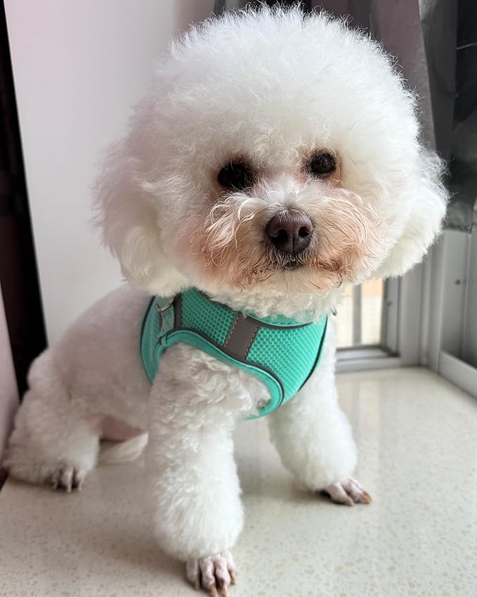 Solmoony Dog Harness for Small Medium Dogs No Pull, Puppy Harness and Leash Set, Puppy Harness for Small Dogs, mesh Dog Harness. (Green, S)