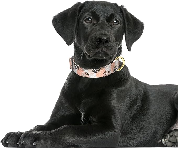 Rnivvi Dog Collar for Large Dogs, Cute Heavy Duty Adjustable Puppy Collar with Quick Release Buckle for Boy Girl & Female, Pet Accessories for Walking Running, L Length 1" Width, Modern Abstract Art