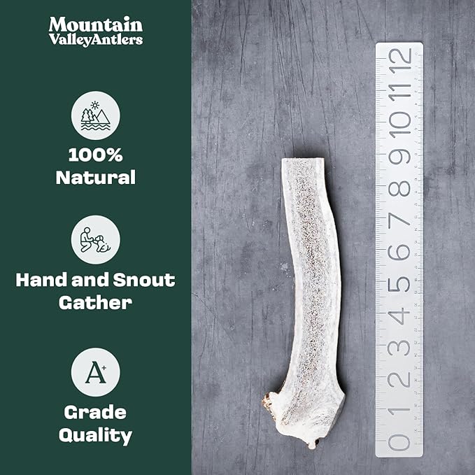 Mountain Valley Elk Antlers for Dogs - 100% Natural & Organic Chew for Aggressive Chewers, No Odor, No Mess, Long Lasting - Wild-Foraged Naturally Shed Antlers in USA - Grade A, Split Large (1 Pack)
