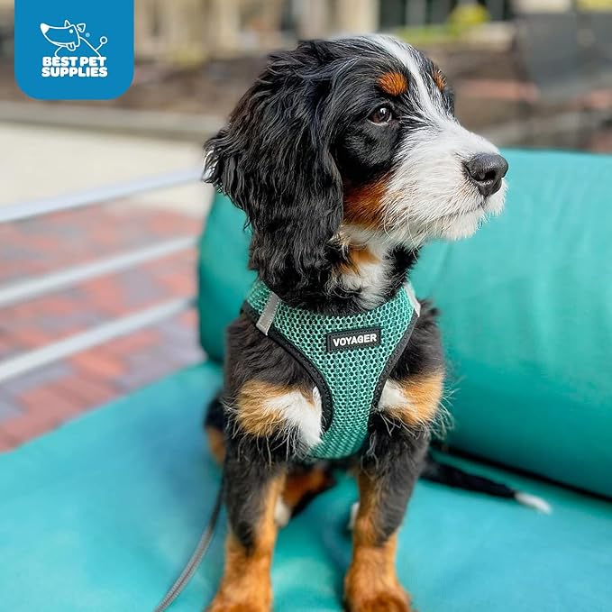 Best Pet Supplies Voyager Step-in Air Harness - All Weather Mesh, Reflective, No Pull Harness for Dogs, Cats - Secure with Hook & Loop Fastener, Buckle, Double D-Rings - Turqupise 2-Tone, XL