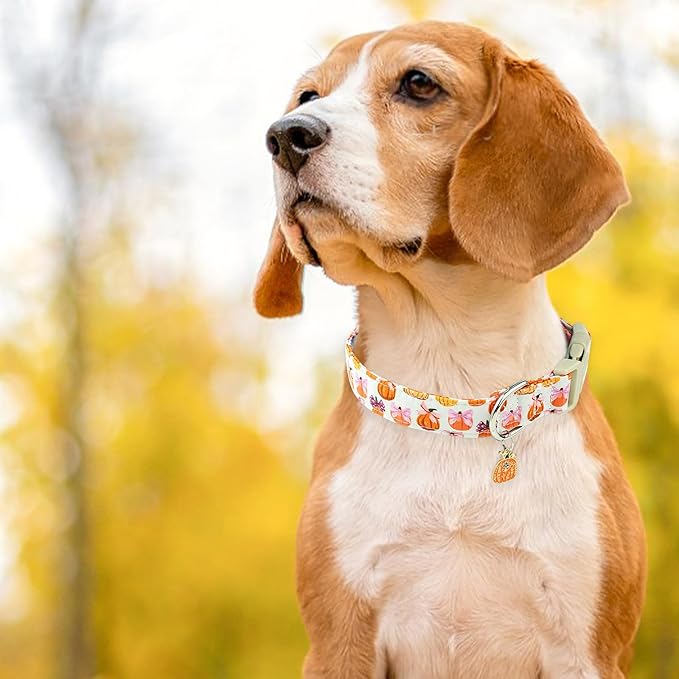 Faygarsle Fall Pumpkin Pattern Dog Collar with Charm, Adjustable Neckwear for Small Medium Large Dogs, Orange and Pink for Small Medium Large Dogs L