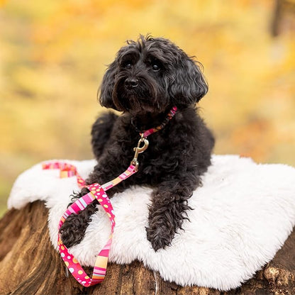 Lucky Love Dog - Adjustable Dog Collar with Easy Click Buckle for Small Ones, Durable, & Comfortable for Male & Female Dogs, Pet Collar for Puppies & Adult Dogs - Molly, XS