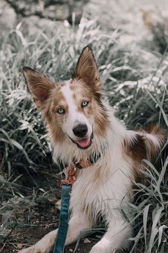 ARING PET Dog Collar and Leash, Velvet Dog Collar and Leash Set, Soft & Comfy, Adjustable Collars for Dogs
