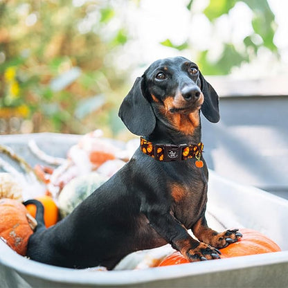 Elegant little tail Halloween Dog Collar, Pumpkin with Maple Leaf Print Fall Pet Collars Cotton Soft Sturdy Puppy Collars Holiday Female Adjustable Collar for Large Dogs