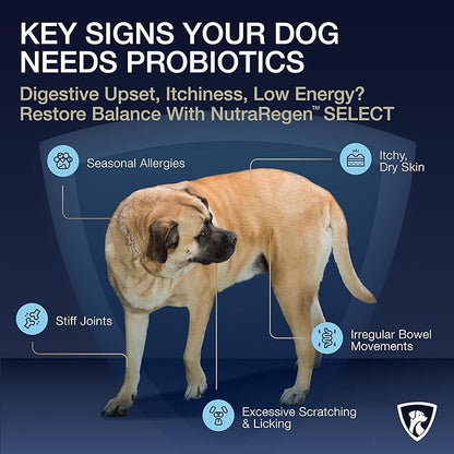 Select Digestive Senior Dog Probiotic Powder 30 Scoops | Beef Flavored Dog Probiotics for Digestive Health, Supports Gut Health, Scratching, Itchy & Dry Skin, Allergies 2.1 Oz | 7 Bn CFU