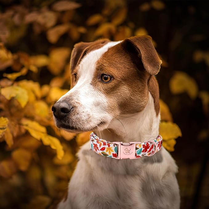 Elegant little tail Fall Dog Collar, Autumn Leaves Pet Collar Durable Dog Collars Male or Female Holiday Pet Gift Adjustable Dog Collar for X-Small Dogs