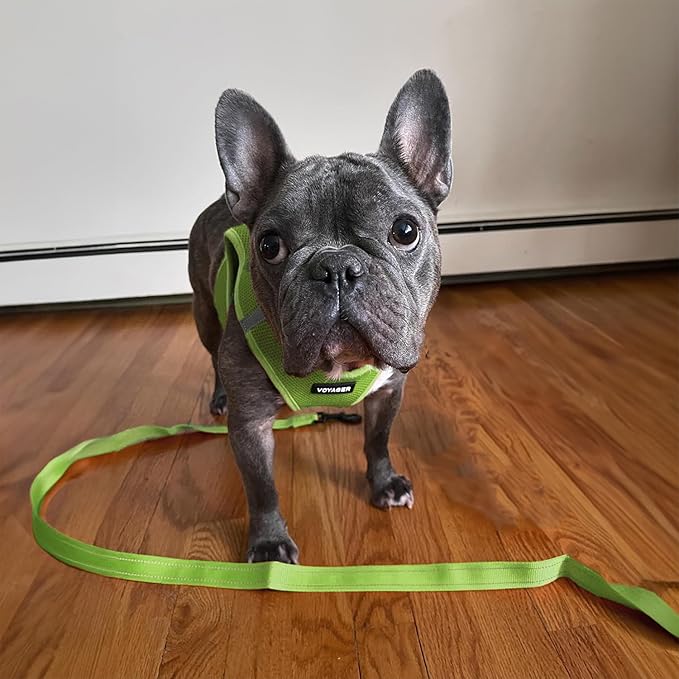 Best Pet Supplies Voyager Reflective Dog Leash or Collar with Neoprene Handle, for Small, Medium, and Large Breed Puppies, Cute and Heavy Duty for Walking, Running and Training - Lime, L