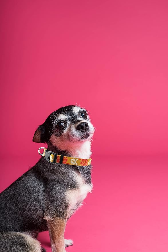 Dog Collar, Cute Floral Pattern, Soft and Adjustable Collar with Quick Release Buckle (XS (Neck 9-13", Width 3/8"), Hawaiian Orange)