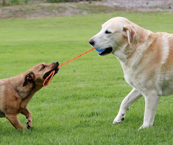 2 Pack Dog Ball, K9 Ball on Rope for Reward, Fetch, Play (Blue and Red)