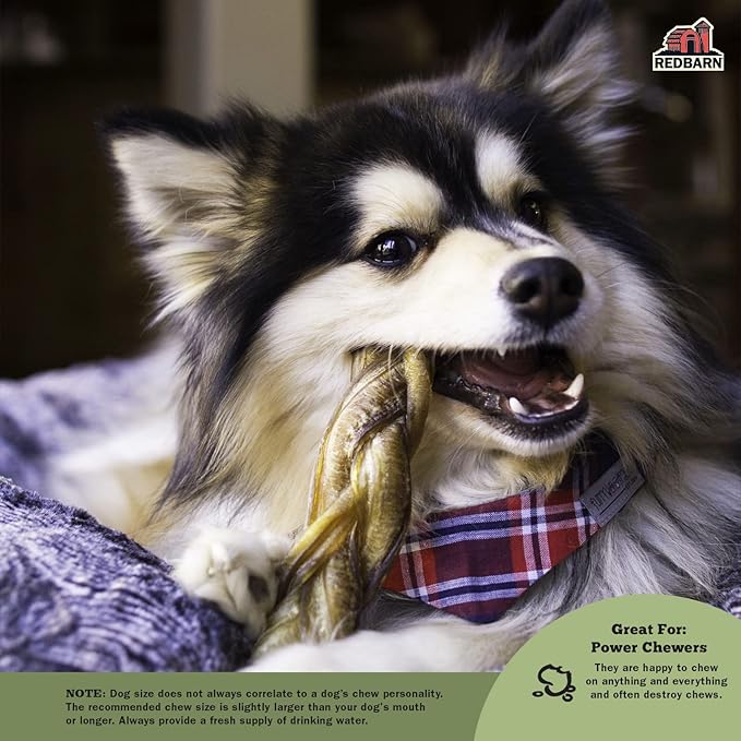 Redbarn Pet Products All-Natural 7" Braided Bully Sticks for Dogs - Premium Slow Roasted Long Lasting Chews Made with 100% Beef - Healthy Single Ingredient Low Odor - 8 Count - Packaging May Vary