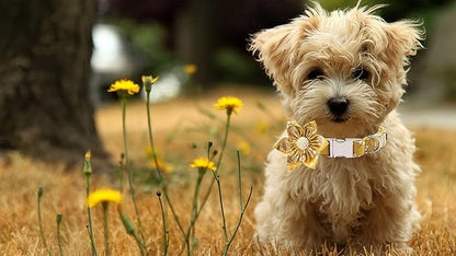 Lionet Paws Dog Collar with Flower, Soft and Comfortable, Adjustable Collar for Large Dogs Girl, Neck 16-24 inches