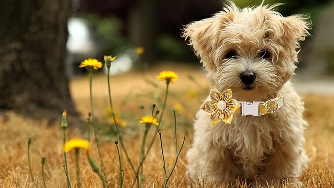 Lionet Paws Dog Collar with Flower, Soft and Comfortable, Adjustable Collar for Small Dogs Girl, Neck 10-16 inches