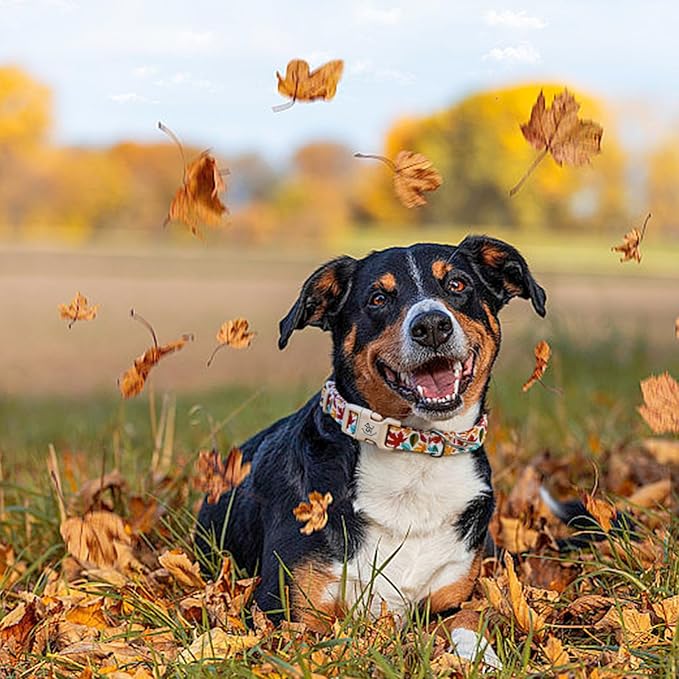 Elegant little tail Fall Dog Collar, Fall Maple Leaf Print Autumn Pet Collars Dog Cotton Soft Sturdy Puppy Collars Holiday Female Adjustable Collar for Small Dogs