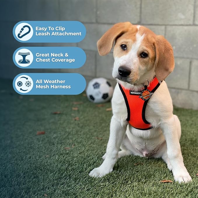 Best Pet Supplies Voyager Step-in Air Harness - All Weather Mesh, Reflective, No Pull Harness for Dogs, Cats - Secure with Hook & Loop Fastener, Buckle, Double D-Rings - Orange/Black Trim, XS