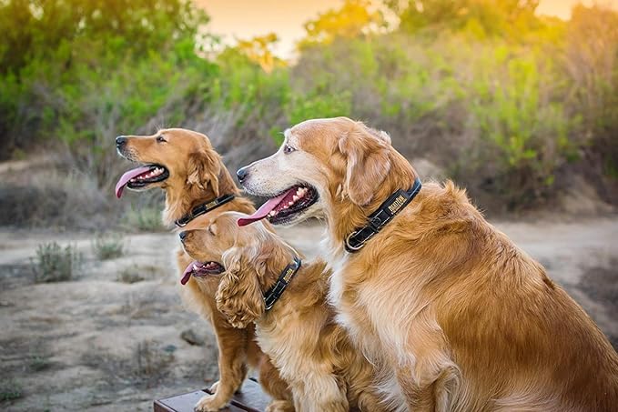 Mighty Paw Dog Collar - Neoprene Padded - Reflective for Running - Extra Comfort for Active Dogs - Padded and Comfortable Collar for All Breeds - Heavy Duty