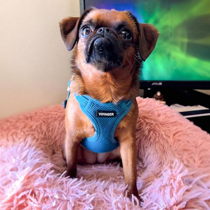 Best Pet Supplies Voyager Adjustable Step-in Flex Breathable Mesh Dog Harness for Small Medium Large Dogs (Turquoise), XS