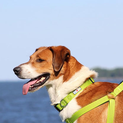 Pawtitas Reflective Dog Collar Adjustable Dog Collars for Small Dogs Puppy Collar Small Dog Collar Teal Dog Collar