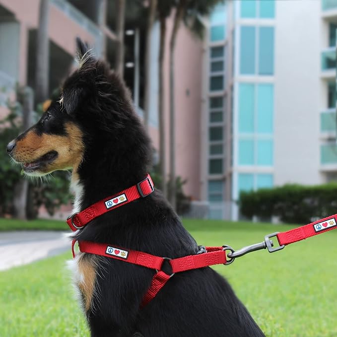 Pawtitas Solid 6 ft Blue Dog Leash XS/S Custom Name and Phone Embroidery Strong Nylon Leash for Small Breeds