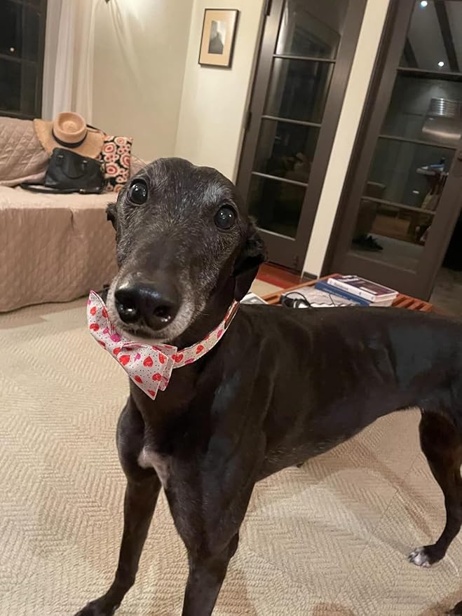 Lionet Paws Valentines Day Dog Collar with Bowtie, Dog Bowtie Collar with Metal Buckle for Dogs and Cats, Adjustable Comfortable Dog Collar Girl Boy Gift，XXS, Neck 7-11 in