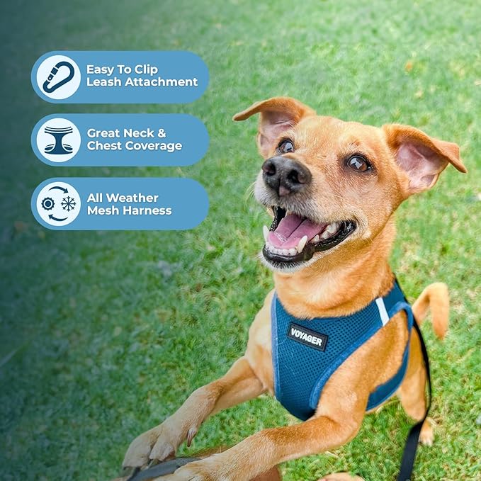 Best Pet Supplies Voyager Step-in Air Harness - All Weather Mesh, Reflective, No Pull Harness for Dogs, Cats - Secure with Hook & Loop Fastener, Buckle, Double D-Rings - Turquoise, XXS