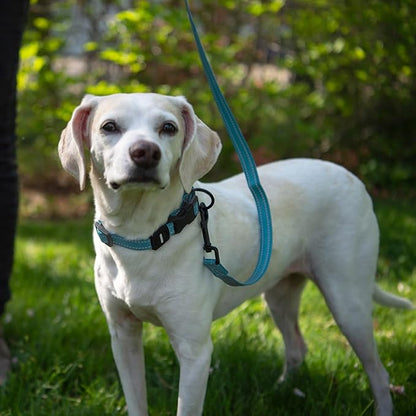 Best Pet Supplies Voyager Reflective Dog Leash or Collar with Neoprene Handle, for Small, Medium, and Large Breed Puppies, Cute and Heavy Duty for Walking, Running and Training - Baby Blue Leash, L