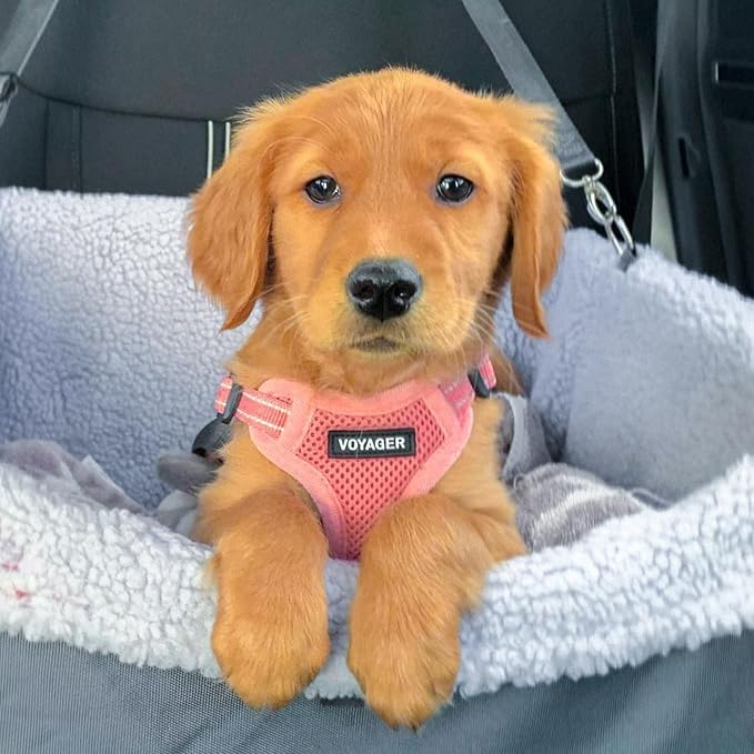 Best Pet Supplies Voyager Adjustable Step-in Flex Breathable Mesh Dog Harness for Small Medium Large Dogs Leash Set (Pink), M