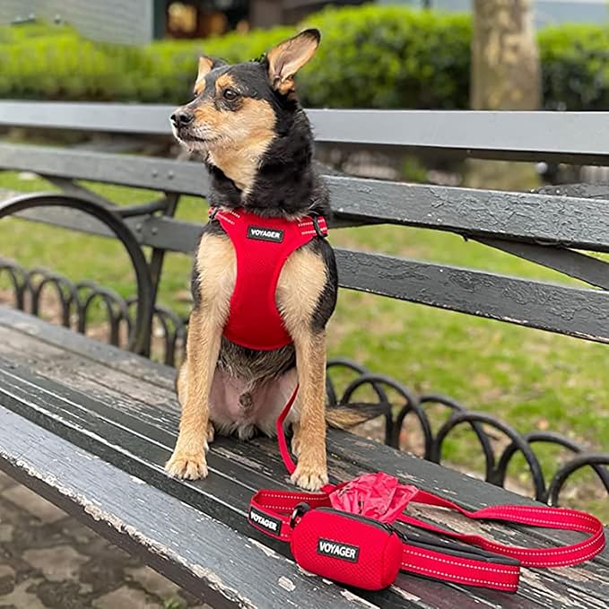 Best Pet Supplies Voyager Reflective Dog Leash or Collar with Neoprene Handle, for Small, Medium, and Large Breed Puppies, Cute and Heavy Duty for Walking, Running and Training - Red (Leash), M