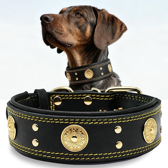 Leather Dog Collar, 2 inches Wide Heavy Duty Genuine Leather Collars, Handmade, Soft, and Luxury, Eye-catching Best Choice for Large and Medium Breed Dogs, Black-Gold 21-25 inches