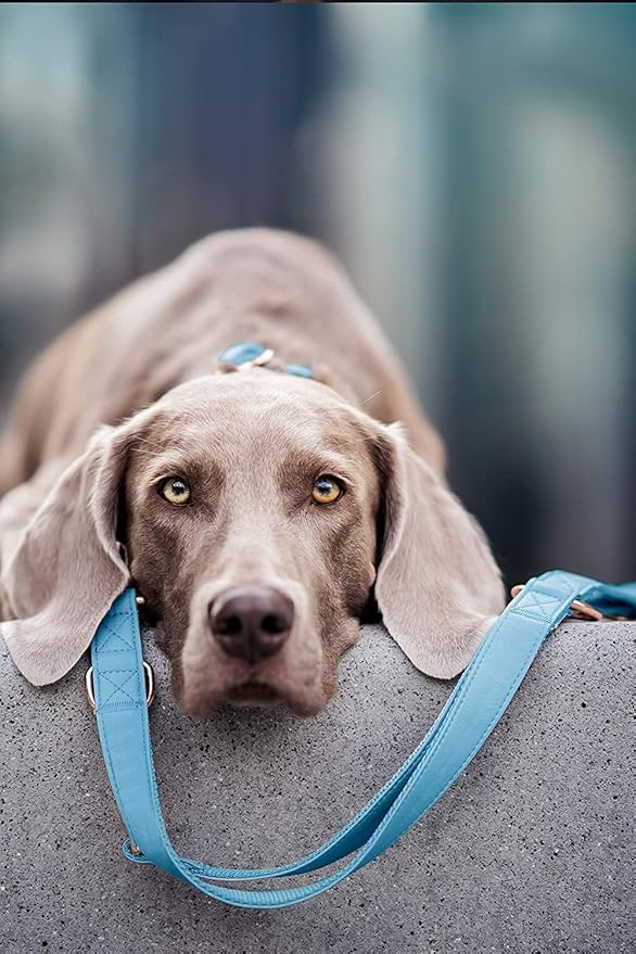 Soft Leather Dog Collar and Leash (6.6') Set - Stylish Rose Gold Heavy Duty Metal Buckle, 4 Adjustable Lengths Leash for Small Medium Large Dogs - Comfortable & Easy to Clean Light Blue S(12.2"-16.9")