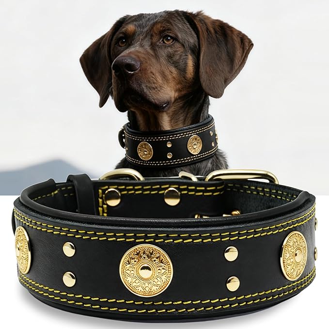 Leather Dog Collar, 2 inches Wide Heavy Duty Genuine Leather Collars, Handmade, Soft, and Luxury, Eye-catching Best Choice for Large and Medium Breed Dogs, Black-Gold 18.5-22.5 in