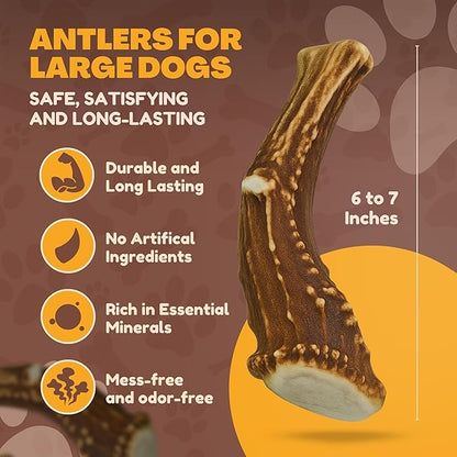 WhiteTail Naturals - Deer Antlers for Large Dogs - Long Lasting Antler Dog Chews - Crafted in USA, Naturally Shed Antler Dog Bones for Aggressive Chewers (Large (Pack of 1))