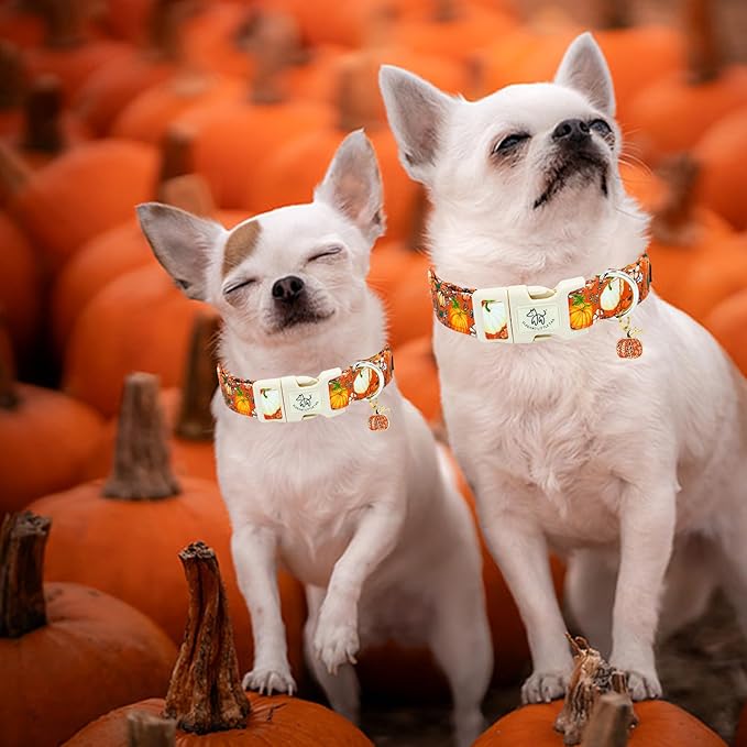 Elegant little tail Halloween Dog Collar, Pumpkin with Flower Print Fall Pet Collars Cotton Soft Sturdy Puppy Collars Holiday Female Adjustable Collar for Large Dogs