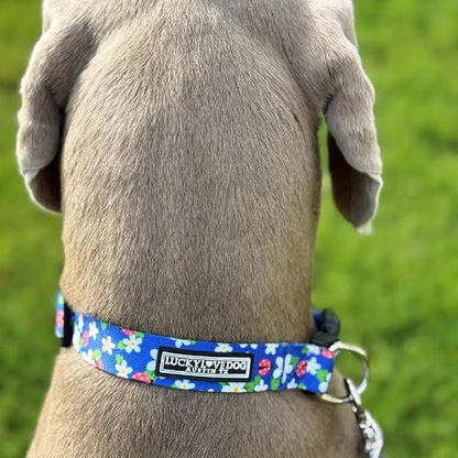 Lucky Love Dog - Easy Click Buckle Dog Collar with Leash Set Combo, Durable & Comfortable for Male & Female Dogs, Pet Collar for Medium Dogs, Secure Fit - Lilian Combo, Medium