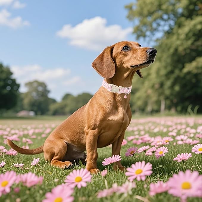 Lionet Paws Floral Dog Collar- Cute Daisy Pink Dog Collars with Plastic Buckle, Light Adjustable Dog Collars for Small Medium Dogs