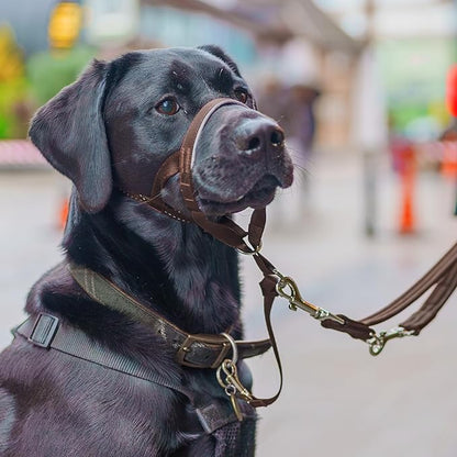 Halti Headcollar - Stop Your Dog Pulling on The Leash. Adjustable, Reflective and Lightweight, with Padded Nose Band. Dog Training Anti-Pull Collar for Medium Dogs (Size 2, Deep Walnut)