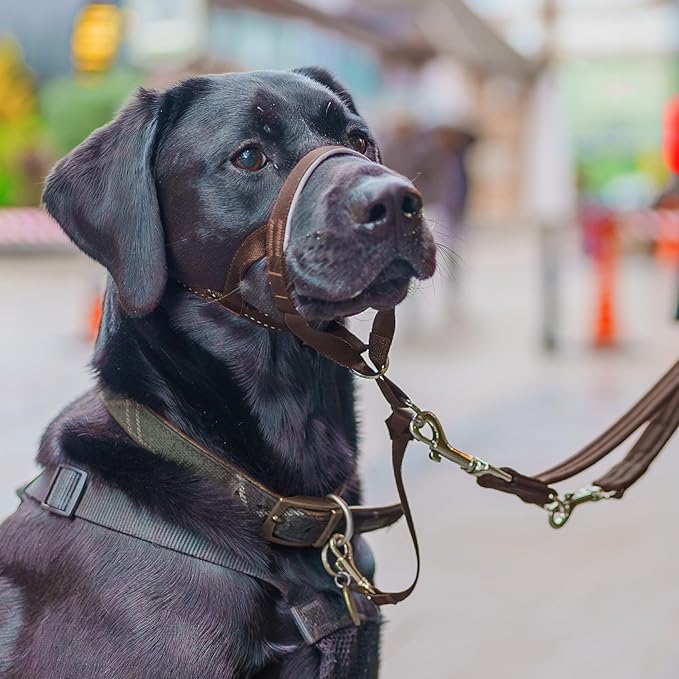 Halti Headcollar - Stop Your Dog Pulling on The Leash. Adjustable, Reflective and Lightweight, with Padded Nose Band. Dog Training Anti-Pull Collar for Large Dogs (Size 4, Deep Walnut)