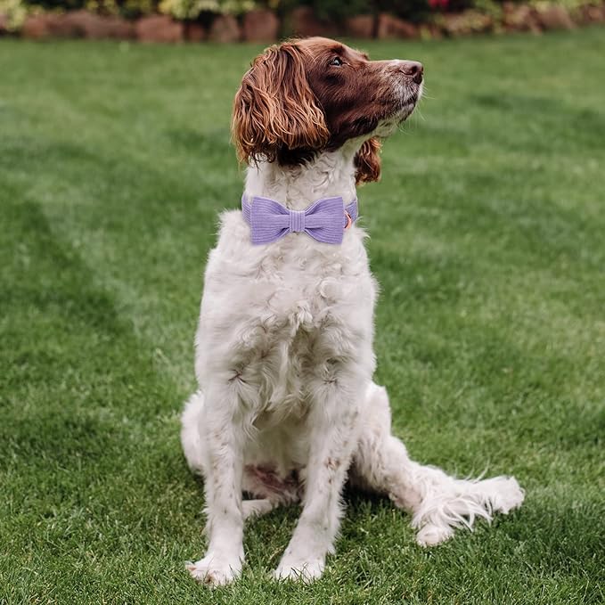 Lavender Dog Collars for Small Dog,Cute Corduroy Dog Collar with Bow Tie Safety Metal Buckle Adjustable Puppy Collars for Small Medium Large Boy&Girl Dogs,XS-Neck 8"-12"
