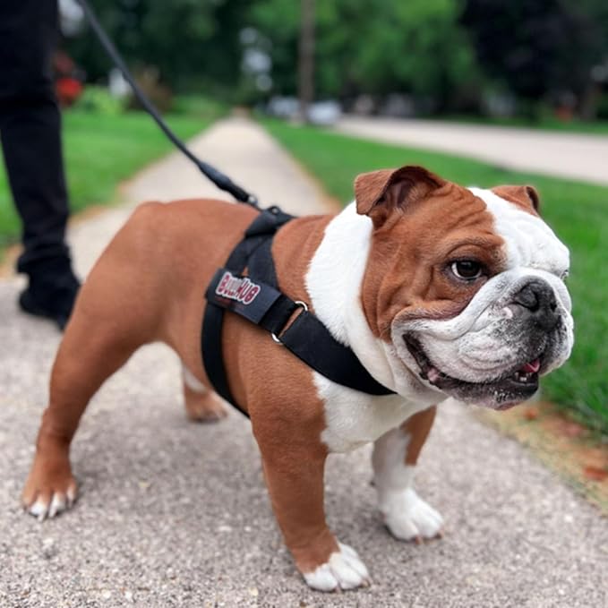 BULLHUG Adjustable Dog Harness– No Pull, No Choke – for English Bulldogs, French Bulldogs, Pugs & Broad-Chested Breeds – Easy, Safe Walks (Black, Medium)