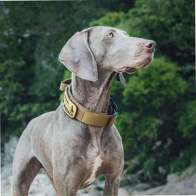 OneTigris Tough Dog Collars, Tactical Dog Collar with Handle, Milltary Adjustable Dog Collar with Heavy Duty Metal Buckle for Training (Large (Pack of 1), Brown)