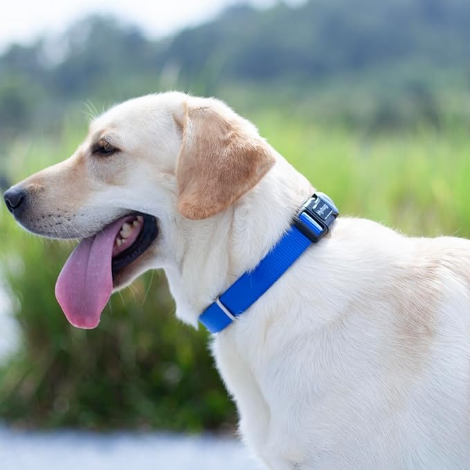 Hyhug Small Dog Collar Quick-Release Blue| Heavy-Duty Nylon Puppy Collar, Adjustable & Durable Pet Supplies for Boy & Girl Dogs (Small, Bright Blue)