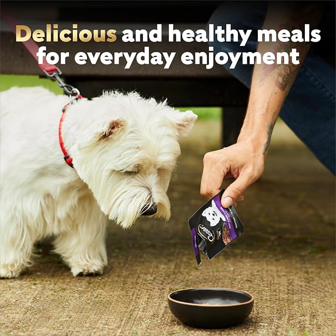 Cesar Filets in Gravy Wet Dog Food, Porterhouse Steak Flavor, 1.76 oz. Mini-Pouch, 20 Count